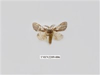 藏品(白斑舟蛾)的圖片